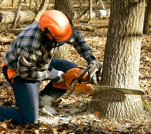 Tree Removal in Waban, MA